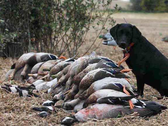 Guided waterfowl hunts in Canada with Venture North Outfitting. What a lucky dog!